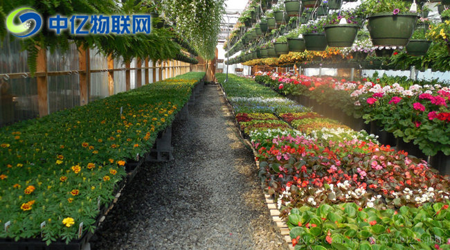 電信物聯卡是如何應用到智慧農業大棚的？