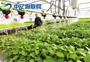 移動物聯卡+智能灌溉系統 解決水資源短缺問題