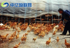 怎么管理好養(yǎng)殖畜牧業(yè)？移動物聯(lián)卡實現(xiàn)畜牧業(yè)轉型升級