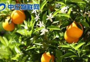 智能榨汁機物聯網卡優勢在哪？為什么這么方便？