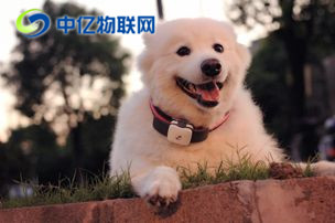 什么是寵物定位物聯(lián)網(wǎng)卡？寵物定位用哪種物聯(lián)卡好？