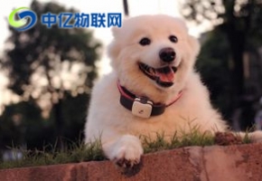 什么是寵物定位物聯網卡？寵物定位用哪種物聯卡好？