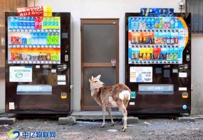 無(wú)人售賣(mài)機(jī)物聯(lián)網(wǎng)卡批發(fā)最關(guān)鍵的2個(gè)字是什么？